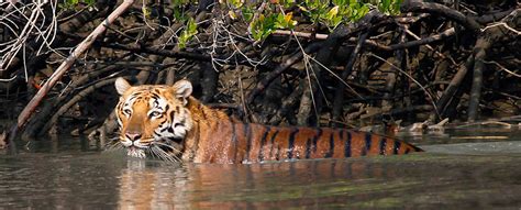 Top Famous Tiger Reserves In India