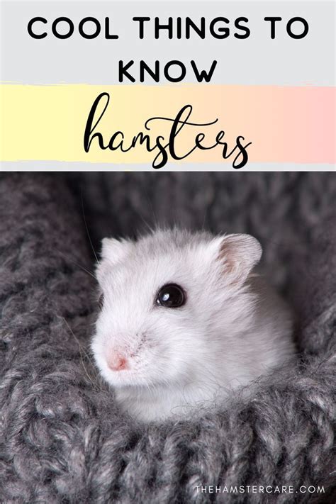 Cool And Interesting Facts About Hamsters Artofit