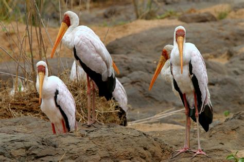 African Waterbirds Nature Photography