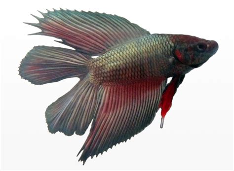 Filebetta Splendens Male Doubletail Wikipedia