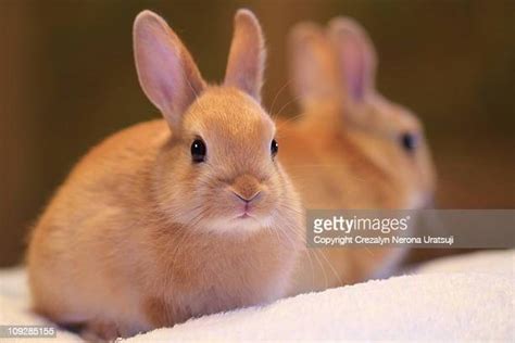 Rabbit Looking At Mirror Photos And Premium High Res Pictures Getty
