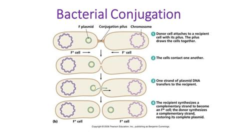 Bacterial Conjugation Steps Definition And Diagram Cloud Hot Girl