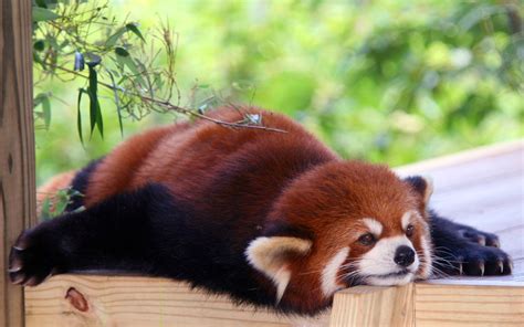 40 Adorable Red Panda Pictures 40 Pics Amazing Creatures