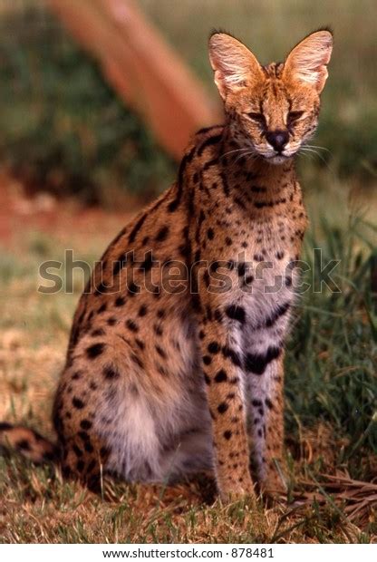 African Serval Cat Stock Photo 878481 Shutterstock