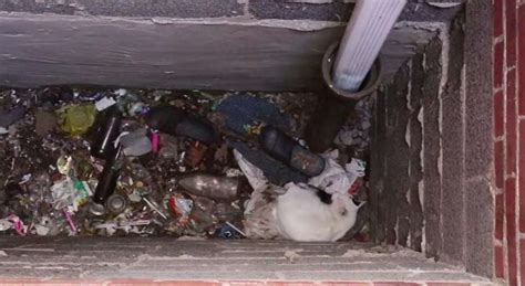 Homeless Cat Stuck In A Hole For Days Gets Spectacular Airlift The Dodo