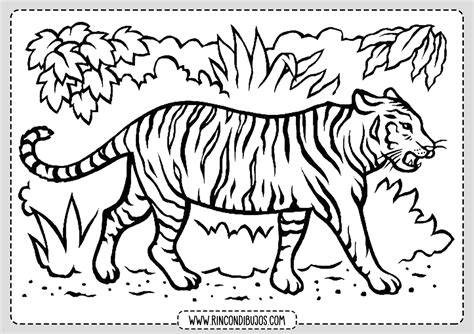 Dibujo De Tigre Salvaje Para Colorear Rincon Dibujos Images And