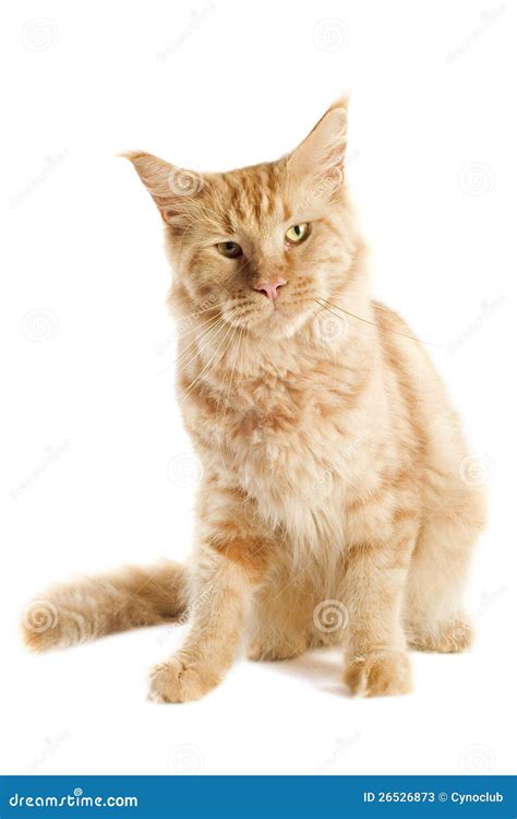 Ginger Maine Coon Cat Stock Image Image Of Purebred 26526873