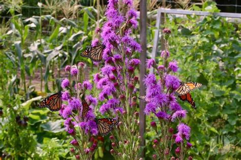 Along with butterflies, these flowers also attract small birds like hummingbirds, bees and other insects, which promote pollination and support you in creating a lush and healthy. Top 23 Plants for Pollinators: Attract Bees, Butterflies ...