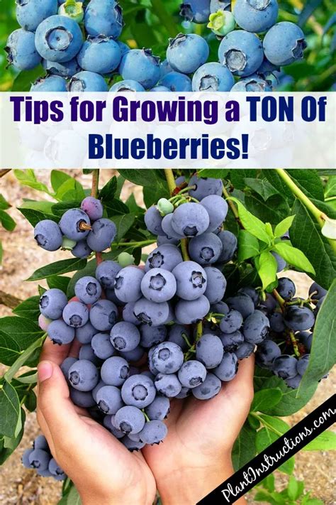 How To Grow A Huge Blueberry Harvest Growing Blueberries Home