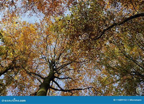 Treetops In Autumn Stock Photo Image Of Trees Template 11689152