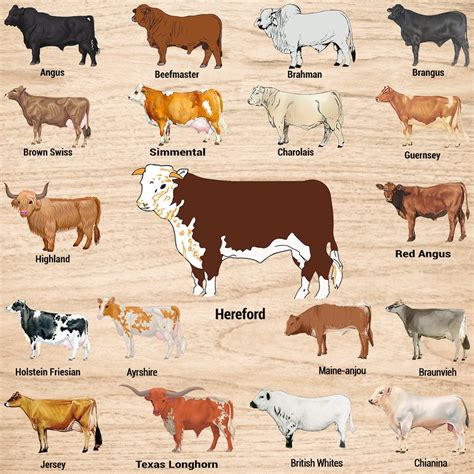 Popular Breeds Of Cow Chart Svg Png Birthday T Cow Bundle Etsy
