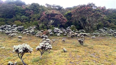 Gunung Gede Tektok Atau Camping Indonesia A Z