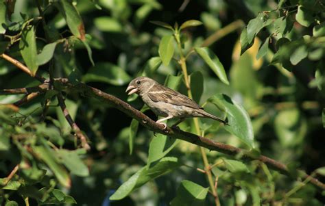 Fotos Gratis Naturaleza Rama Pájaro Fauna Silvestre Verde Pico