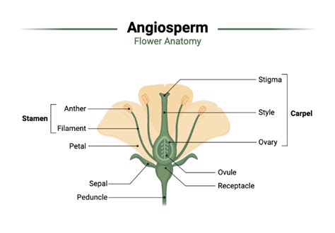 Angiosperm Flower Anatomy Biorender Science Templates