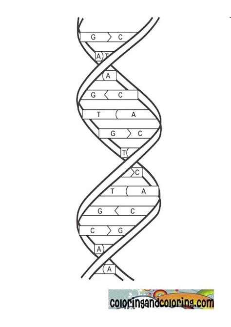 DNA Coloring Page Worksheets | 99Worksheets