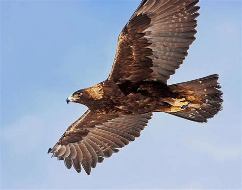 Golden Eagle Flight Photograph By Mark Miller Pixels