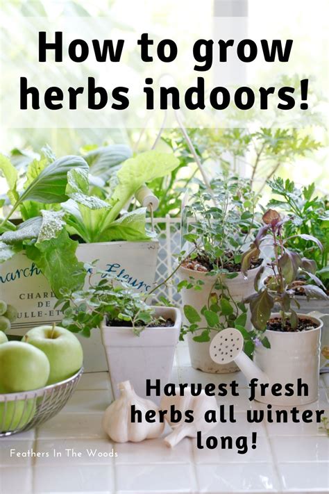 Growing Herbs Indoors Herbs Indoors Growing Herbs Growing Herbs Indoors