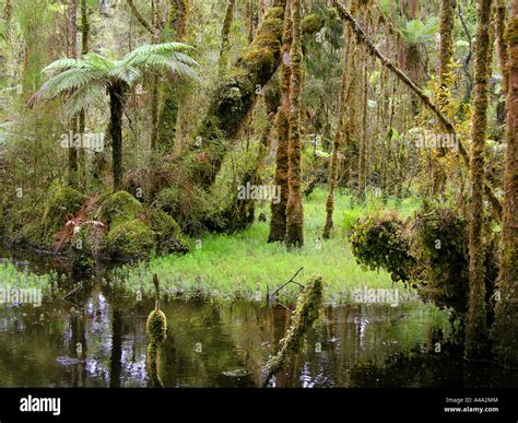Rainforest New Zealand Stock Photo Alamy
