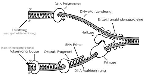 Dieser besteht aus einer langen kette kette von basen. Die DNA-Replikation - StudyHelp Biologie Online-Lernen