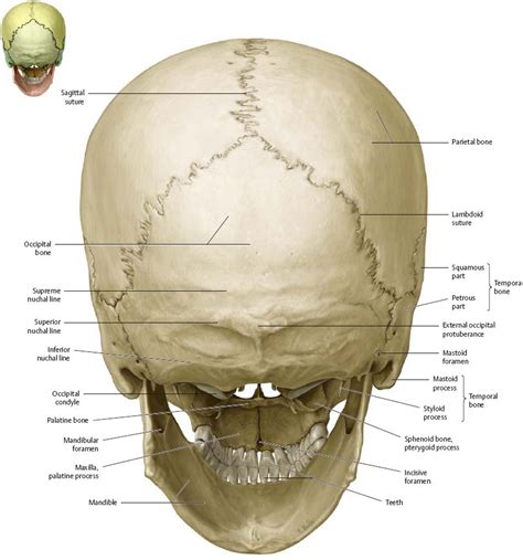 Bones Of The Head Atlas Of Anatomy 84b