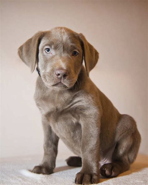 Silver Lab The Facts About Silver Labrador Retrievers