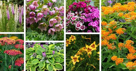 18 Easy To Grow Perennial Flowers For A Gorgeous Display