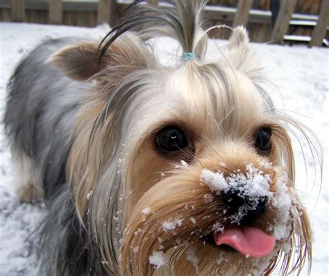 A Dog Standing In The Snow With Its Tongue Out