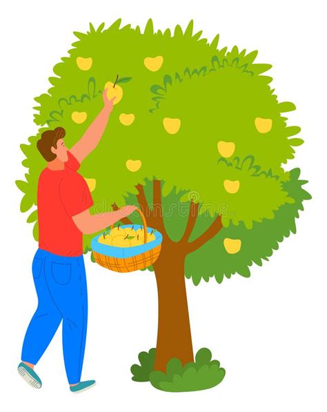 Apple Tree Man Picking Fruit Harvesting Vector Vector Illustratie