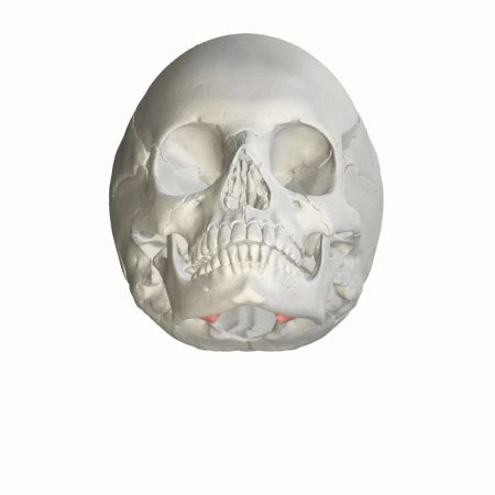 Occipital bone; Basilar Bone