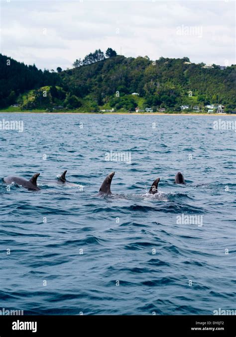 New Zealand Dolphin Paihia Hi Res Stock Photography And Images Alamy