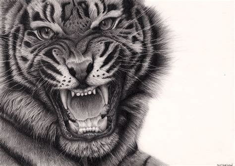 Tiger Roar By Bengtern On Deviantart Ideias De Tatuagens Designs De