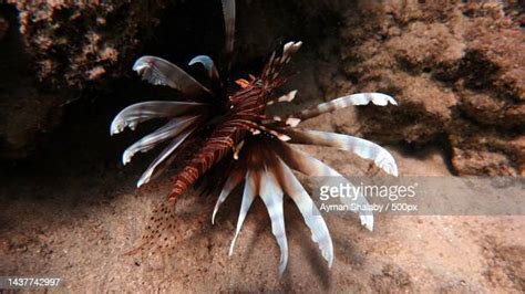 Poisonous Starfish Photos And Premium High Res Pictures Getty Images