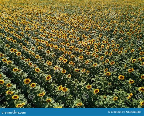 Aerial Of Sunflowers Field Drone Flight Over Blooming Sunflower Field
