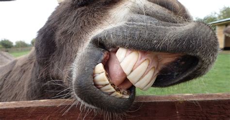 Donkey Teeth Everything You Need To Know Imp World