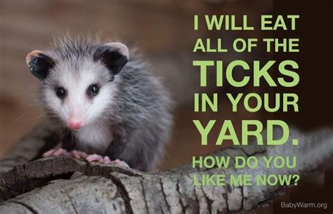 Modify the habitat to help with prevention. How Do You Get Rid Of Possums In The Backyard - BACKYARD HOME