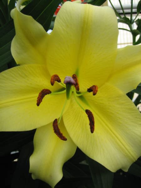 Manissa Oriental Trumpet Lilies Lily Bulbs Gold Medal Winning