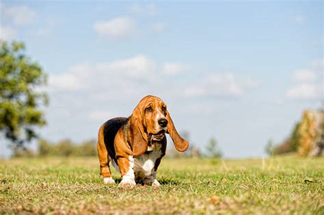 Fat Basset Hound Stock Photos Pictures And Royalty Free Images Istock