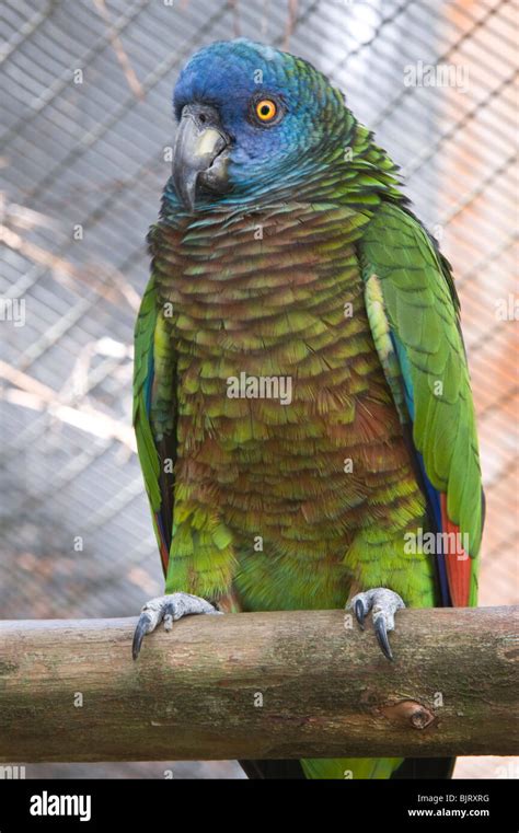 Saint Lucia Parrot Amazona Versicolor Female One Of The Individuals