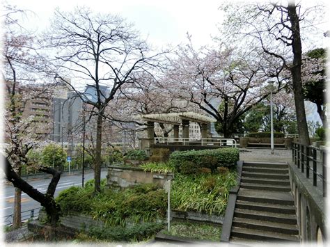 Sava！ 文京区本郷1丁目『元町公園』で名残の桜を愛でてきた。