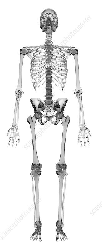 Human Skeletal System Illustration Stock Image F0115986 Science