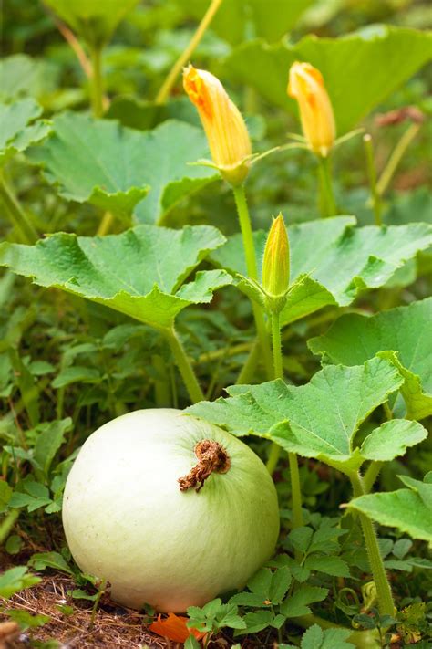 Maybe you would like to learn more about one of these? Is Pumpkin a Fruit or a Vegetable? Here is the Answer ...