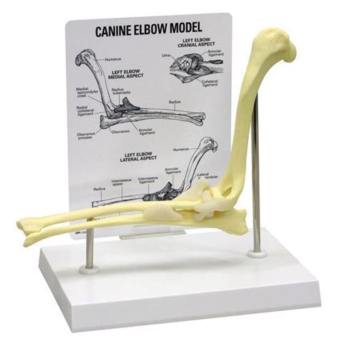 Health Management And Leadership Portal Elbow Anatomical Model