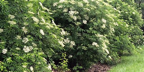 Growing Elderberry Norms Farms