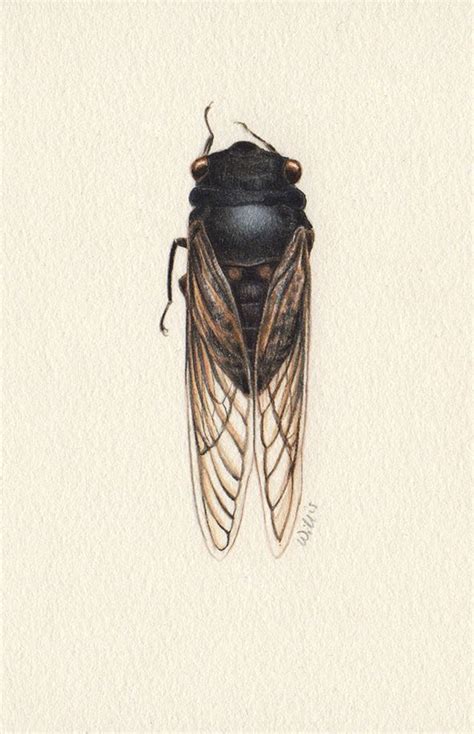 Cicada Heidi Willis Botanical And Wildlife Artist Cicada Wildlife Artists Cicada Tattoo