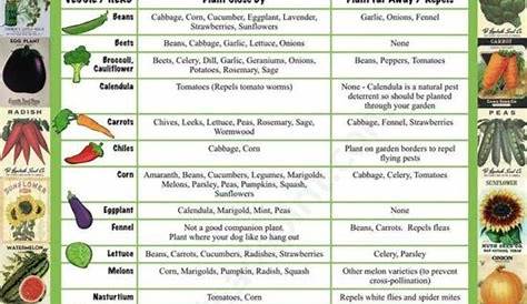 vegetable companion planting chart pdf