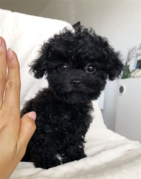 chic teacup maltipoo puppy rare black color iheartteacups
