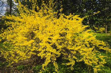 11 Great Flowering Shrubs For Sunny Locations
