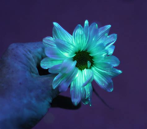 Bioluminescent Flower Glowing Flowers Flower Science Science