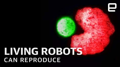 Worlds First Living Robots Xenobots Can Now Reproduce Tweaks For Geeks