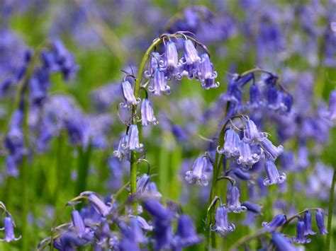 Tips For Growing English Bluebells Flowers Gardening Blooming Secrets